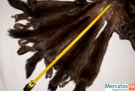 Мех соболя. пушнина 4