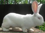Продажа породистых племенных кроликов и крольчат. Самара-Россия