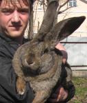 Продажа Кроликов-гигантов породы: Фландр, Ризен, Обер.