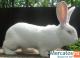 Продажа породистых племенных кроликов и крольчат. Самара-Россия