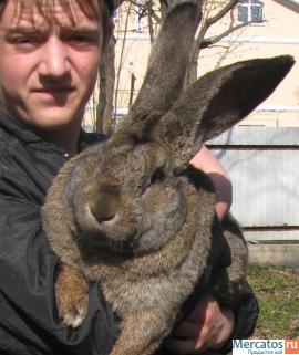 Продажа Кроликов-гигантов породы: Фландр, Ризен, Обер.
