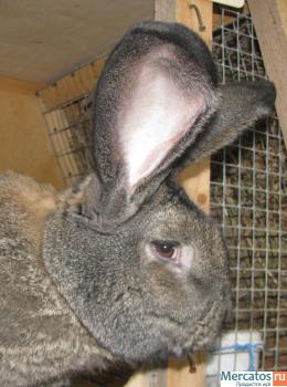 Продажа Кроликов-гигантов породы: Фландр, Ризен, Обер. 3