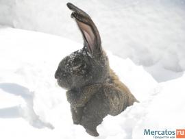 Продажа Кроликов-гигантов породы: Фландр, Ризен, Обер. 4