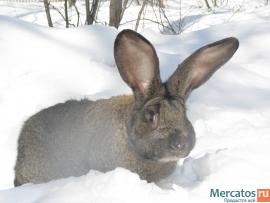 Продажа Кроликов-гигантов породы: Фландр, Ризен, Обер. 6