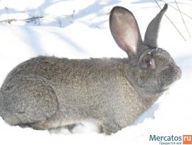 Продажа Кроликов-гигантов породы: Фландр, Ризен, Обер. 8