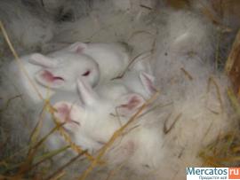 Продажа Кроликов-гигантов породы: Фландр, Ризен, Обер. 9