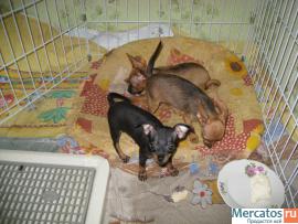 Щенки той-терьера 2