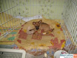 Щенки той-терьера 4