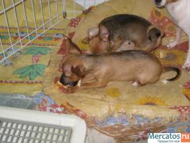 Щенки той-терьера 3