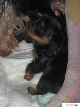 Щенки йорика