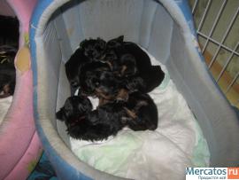 Щенки йорика 2