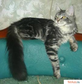 котята мейн кун