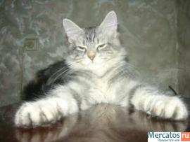 котята мейн кун 2