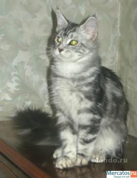 котята мейн кун 3