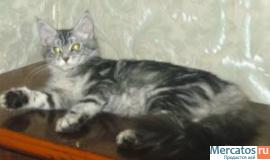 котята мейн кун 4