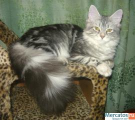 котята мейн кун 5