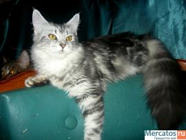 Кошечка мейн кун 2