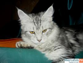 Кошечка мейн кун 3