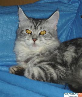 Кошечка мейн кун