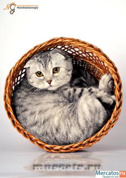 Шотландская вислоухая кошечка "вискас" окраса 2