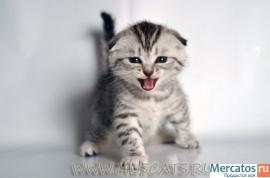 Шотландская вислоухая кошечка "вискас" окраса 3
