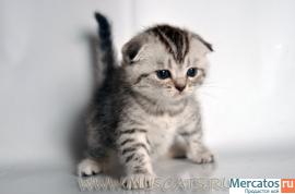 Шотландская вислоухая кошечка "вискас" окраса 4