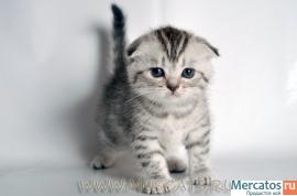 Шотландская вислоухая кошечка "вискас" окраса