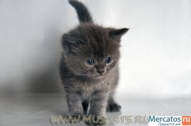 Котик голубого окраса 2