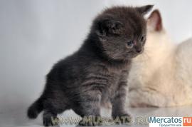 Котик голубого окраса 3