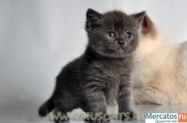 Котик голубого окраса