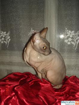 КОШКА ДОНСКОГО СФИНКСА 2