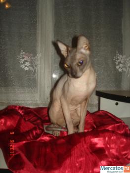 КОШКА ДОНСКОГО СФИНКСА 3