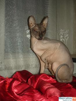 КОШКА ДОНСКОГО СФИНКСА