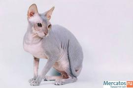 кошка донского сфинкса