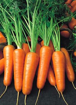 морковь от производителя