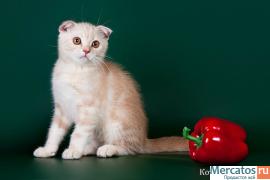Продам шотландских котят от титулованных родителей. 2