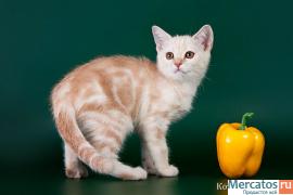 Продам шотландских котят от титулованных родителей. 3
