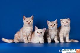 Продам шотландских котят от титулованных родителей. 5