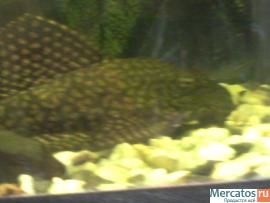 Сом парчовый 2 года 18 см