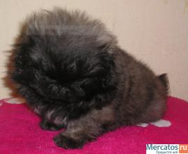 мини щенки пекинеса