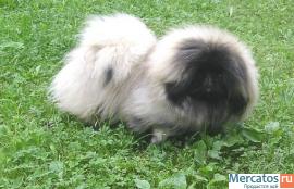 мини щенки пекинеса 2