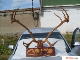 Продам оленьи рога