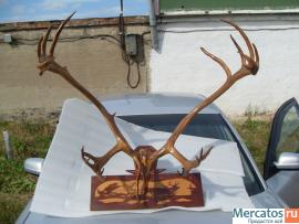 Продам оленьи рога 2