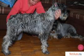 Щенок миттельшнауцера