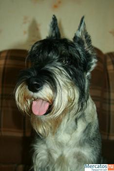 Щенок миттельшнауцера 2