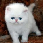 Гималайские котята-клубные с голубыми глазами