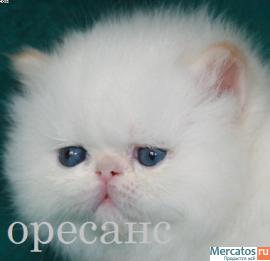 Персидский очаровательный котик колор-поинт 2