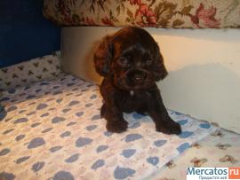 щенки американского кокер-спаниеля