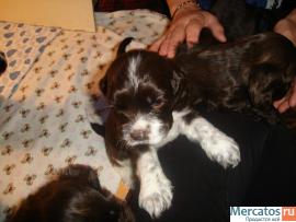 щенки американского кокер-спаниеля 2