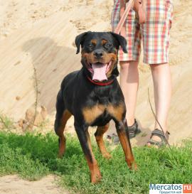 Ротвейлеры в добрые руки